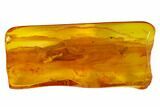 Detailed Fossil Winged Termite (Isoptera) In Baltic Amber #166226-1